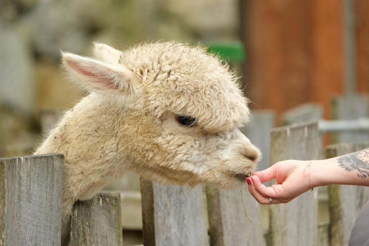 alpaca-5564884_1920-1280x853.jpg