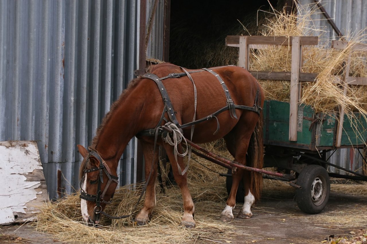 horse-4649986_1920-1280x853.jpg
