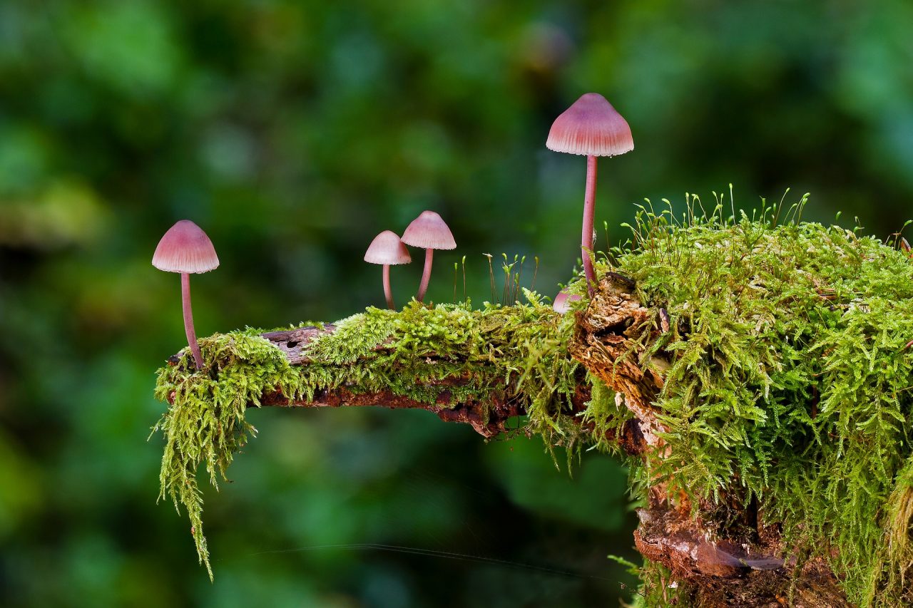 mushrooms-2798150_1920-1280x853.jpg